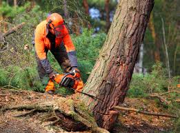 Trusted Seagraves, TX Tree Care Experts