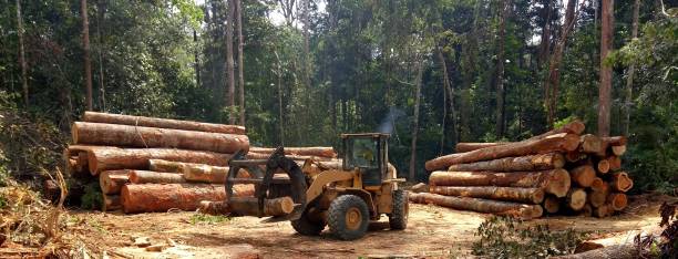 Best Tree Maintenance Programs  in Seagraves, TX