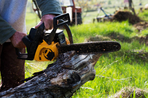 How Our Tree Care Process Works  in  Seagraves, TX